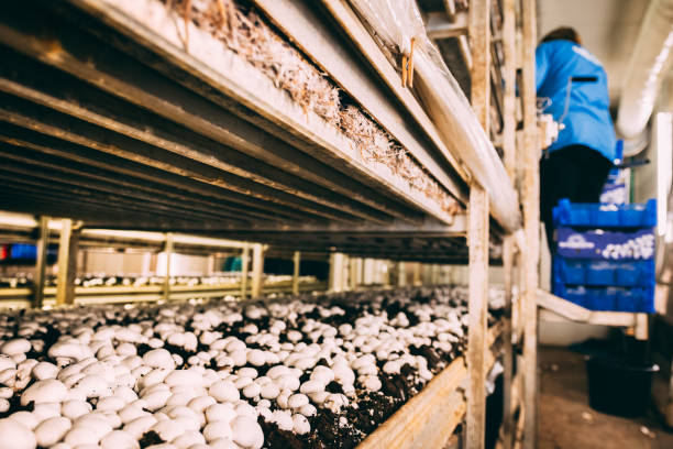 mushroom farming business 5 Tips to Start a Mushroom Farming Business